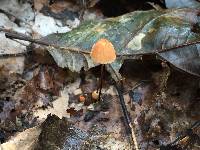 Marasmius siccus image