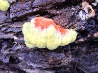 Laetiporus sulphureus image