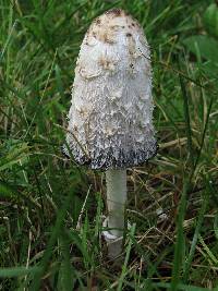 Coprinus comatus image