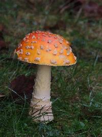 Amanita muscaria image