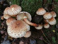 Pholiota squarrosa image