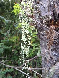 Ramalina menziesii image