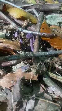 Laccaria amethystina image