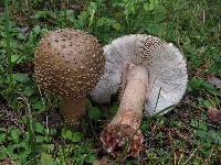 Amanita rubescens image