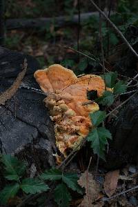 Laetiporus gilbertsonii image