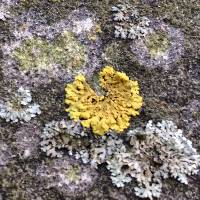 Xanthoria ulophyllodes image