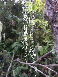 Ramalina menziesii image