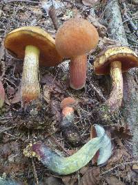 Boletus subvelutipes image