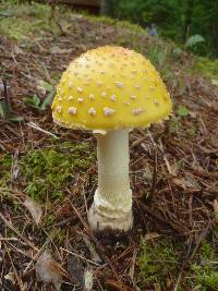 Amanita muscaria image