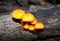 Mycena leaiana image