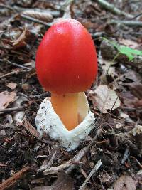 Amanita jacksonii image