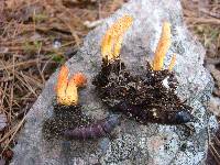 Cordyceps militaris image