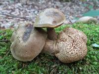 Pseudoboletus parasiticus image