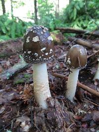 Amanita brunnescens image