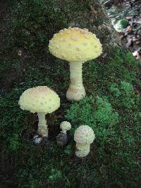 Amanita muscaria image