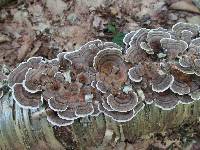 Trametes versicolor image