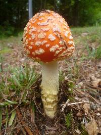 Amanita muscaria image