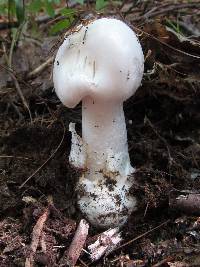 Amanita bisporigera image