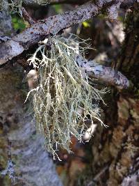 Ramalina farinacea image