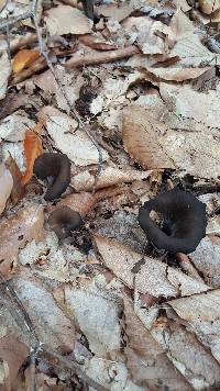 Craterellus cornucopioides image