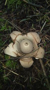 Geastrum saccatum image