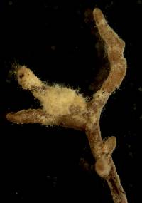 Image of Elaphomyces muricatus