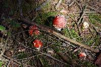 Amanita muscaria image