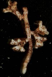 Thelephora terrestris image