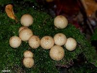 Lycoperdon pyriforme image