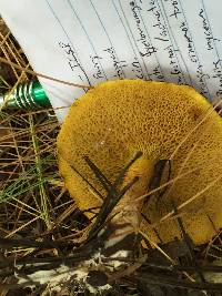 Suillus americanus image