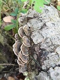 Trametes versicolor image