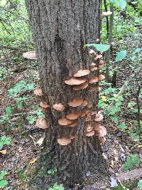 Ganoderma applanatum image