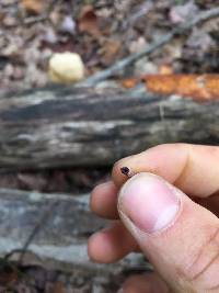 Mycena haematopus image