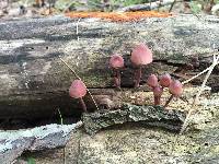 Mycena haematopus image