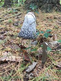 Coprinus comatus image