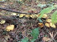 Suillus americanus image