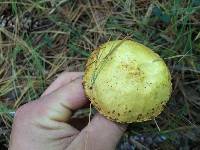 Suillus americanus image