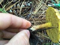 Suillus americanus image