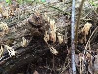 Artomyces pyxidatus image