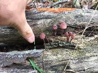 Mycena haematopus image