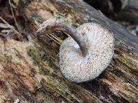 Pluteus atromarginatus image