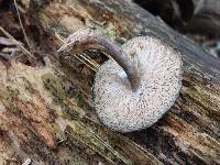 Pluteus atromarginatus image