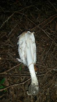 Coprinus comatus image