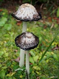 Coprinus comatus image