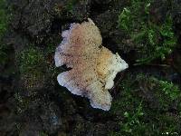 Trichaptum biforme image