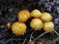 Pholiota aurivella image