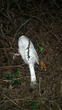 Coprinus comatus image