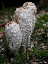 Coprinus comatus image