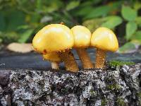 Pholiota aurivella image