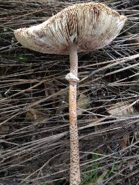 Macrolepiota procera var. procera image